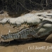 crocodile_american_tar_h_1518_cos2521.jpg